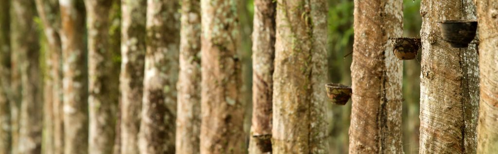 Emphasis on sustainability enables Halcyon Agri to thrive in a changing business environment