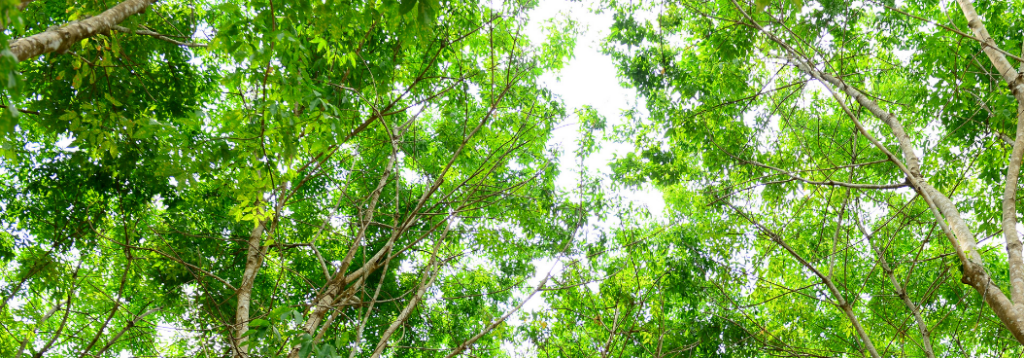 Our Steps Towards EU Deforestation Regulation Compliance